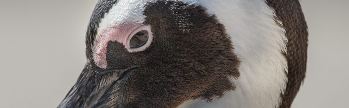 African Penguin