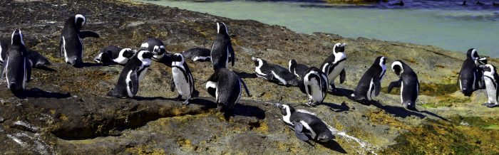 African Penguin