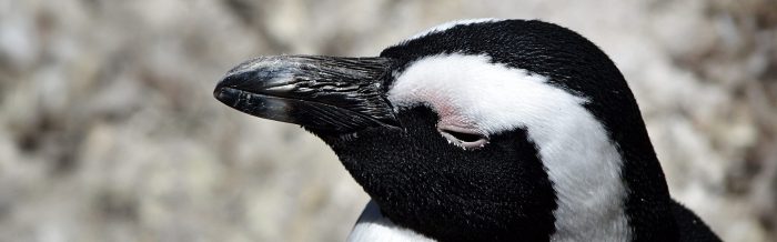 African Penguin