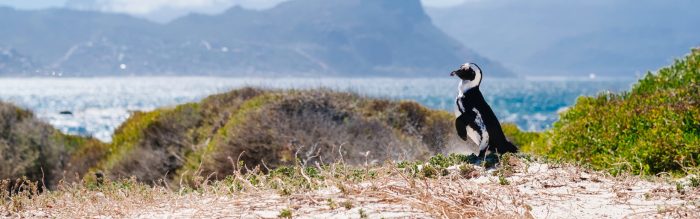 African Penguin