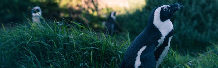 African Penguin