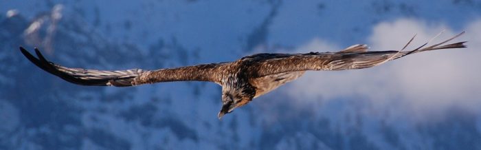 Bearded Vulture