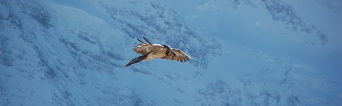 Bearded Vulture