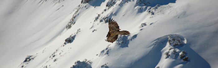 Bearded Vulture
