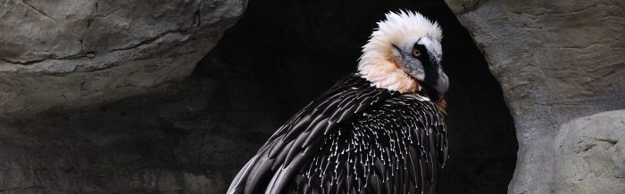 Bearded Vulture