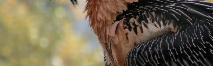 Bearded Vulture