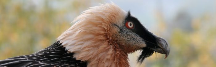 Bearded Vulture