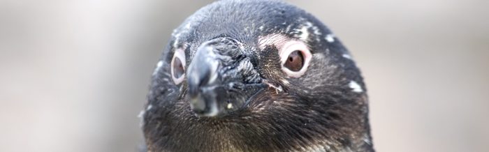 African Penguin