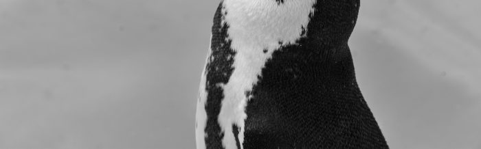 African Penguin