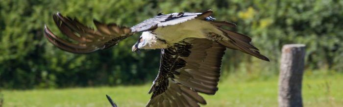 Bearded Vulture