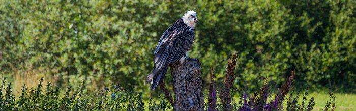 Bearded Vulture