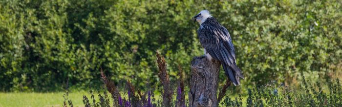 Bearded Vulture
