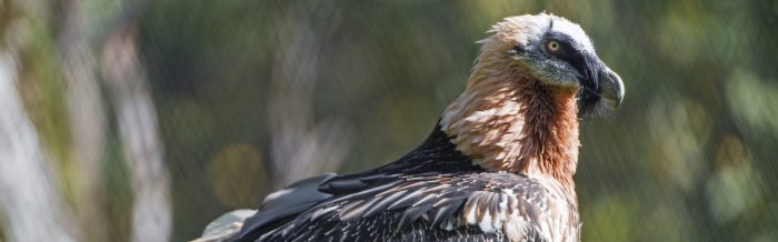 Bearded Vulture