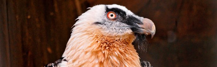 Bearded Vulture