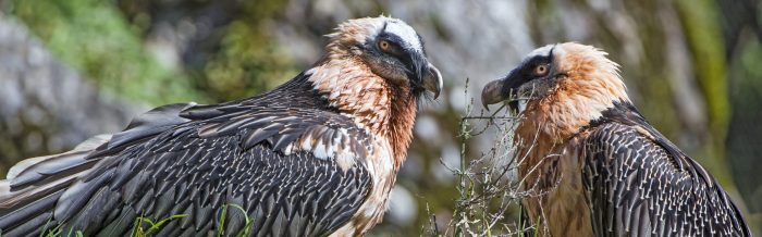 Bearded Vulture