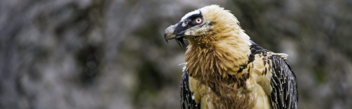 Bearded Vulture