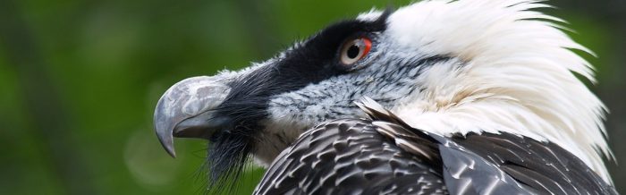 Bearded Vulture