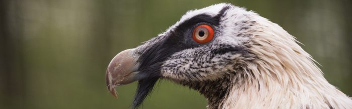 Bearded Vulture