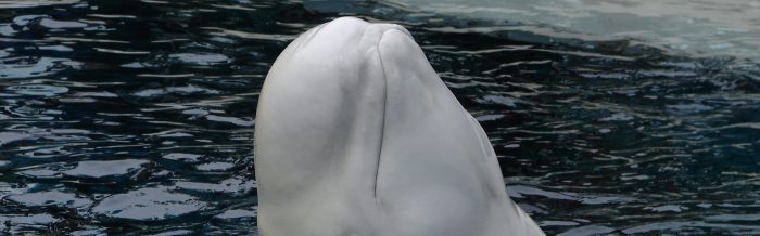 Beluga Whale