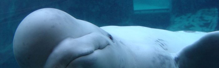 Beluga Whale