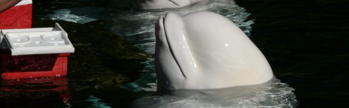 Beluga Whale
