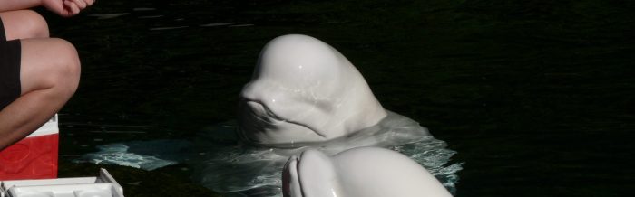 Beluga Whale
