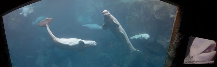 Beluga Whale
