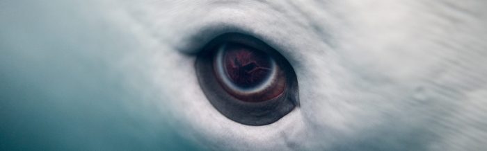 Beluga Whale