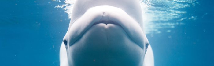 Beluga Whale