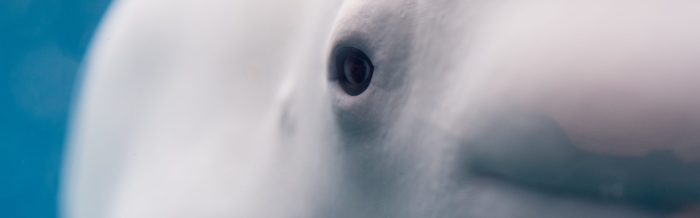 Beluga Whale