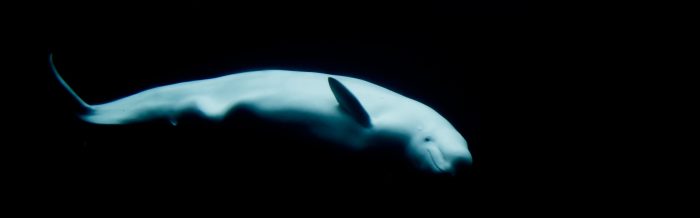 Beluga Whale