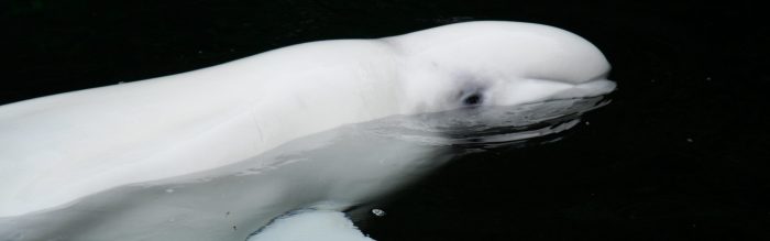 Beluga Whale