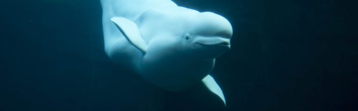 Beluga Whale