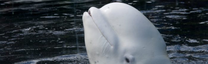 Beluga Whale