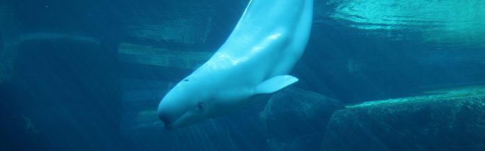 Beluga Whale