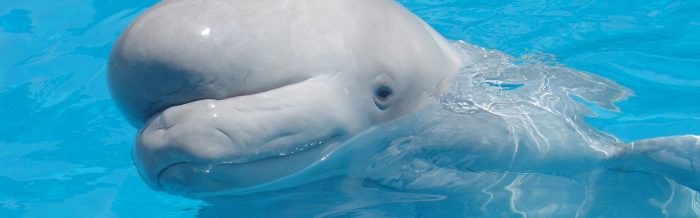Beluga Whale