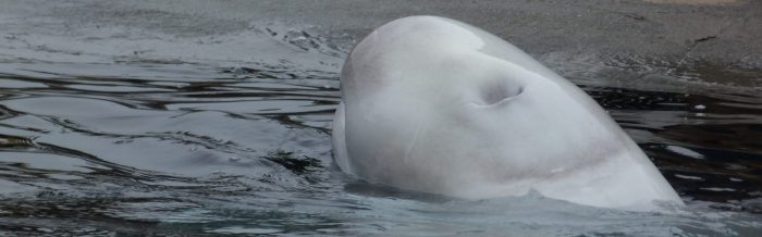 Beluga Whale