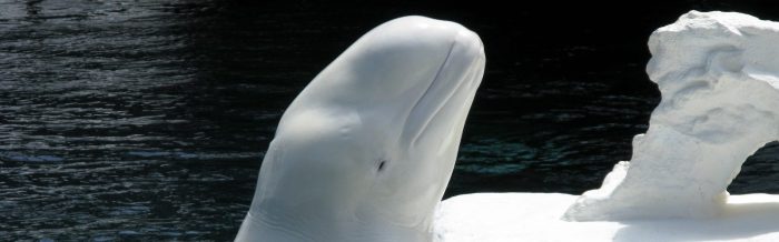 Beluga Whale