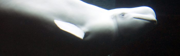 Beluga Whale
