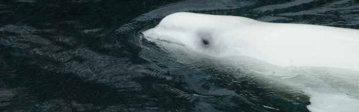 Beluga Whale