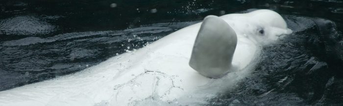 Beluga Whale
