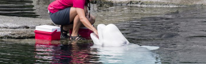 Beluga Whale