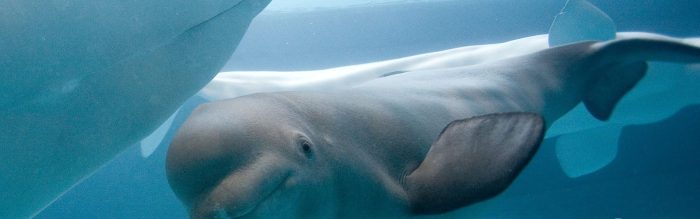 Beluga Whale