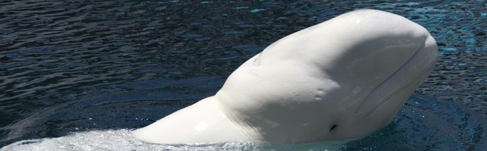 Beluga Whale