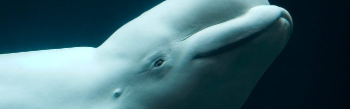 Beluga Whale