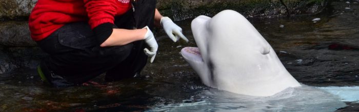 Beluga Whale