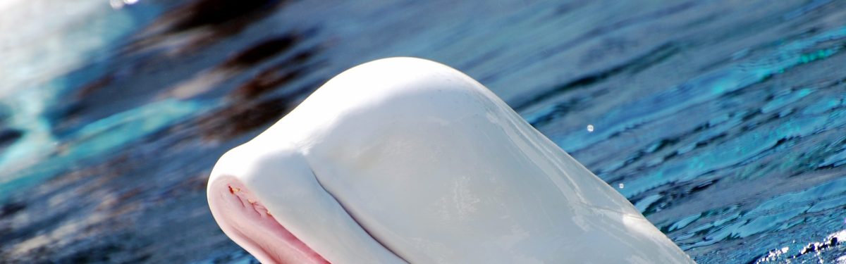 Beluga Whale