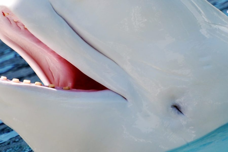 Beluga Whale