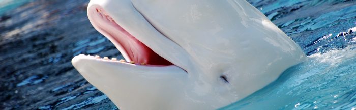 Beluga Whale