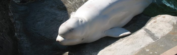 Beluga Whale